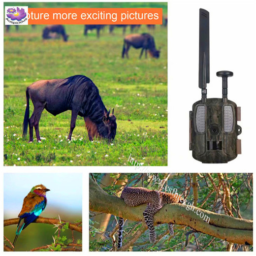 2019 Popular New Full 1080P 4G Sale Motion Sensor Outdoor Waterproof Wildlife Digital Hunting Scouting Trail Mini Wirelesss Camera Made In China